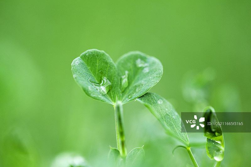 绿色的芽菜图片素材