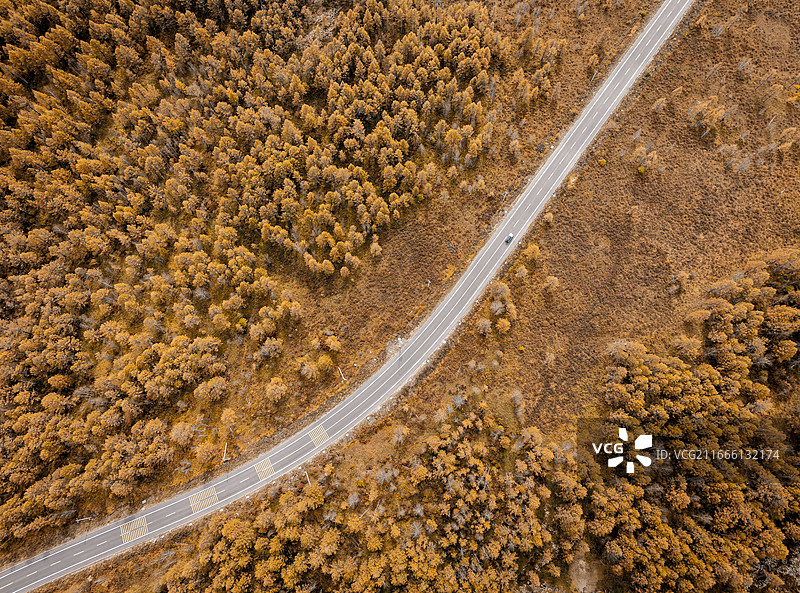 阿尔山秋天森林公路，大兴安岭森林秋天，兴安落叶松，秋天的阿尔山国家森林公园，金色森林中的公路图片素材