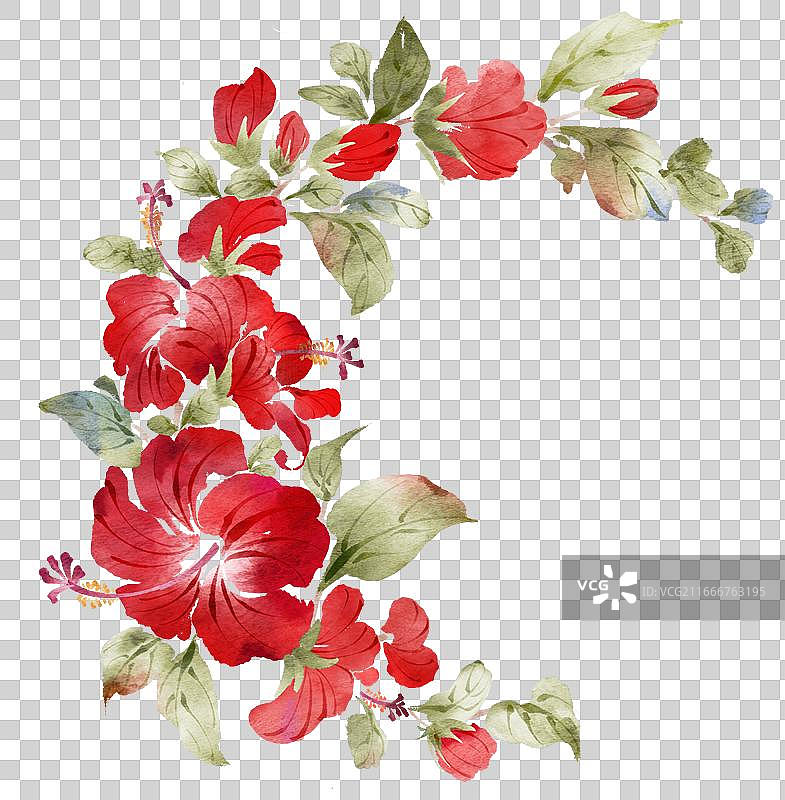 红色芙桑花和叶子水彩插图图片素材