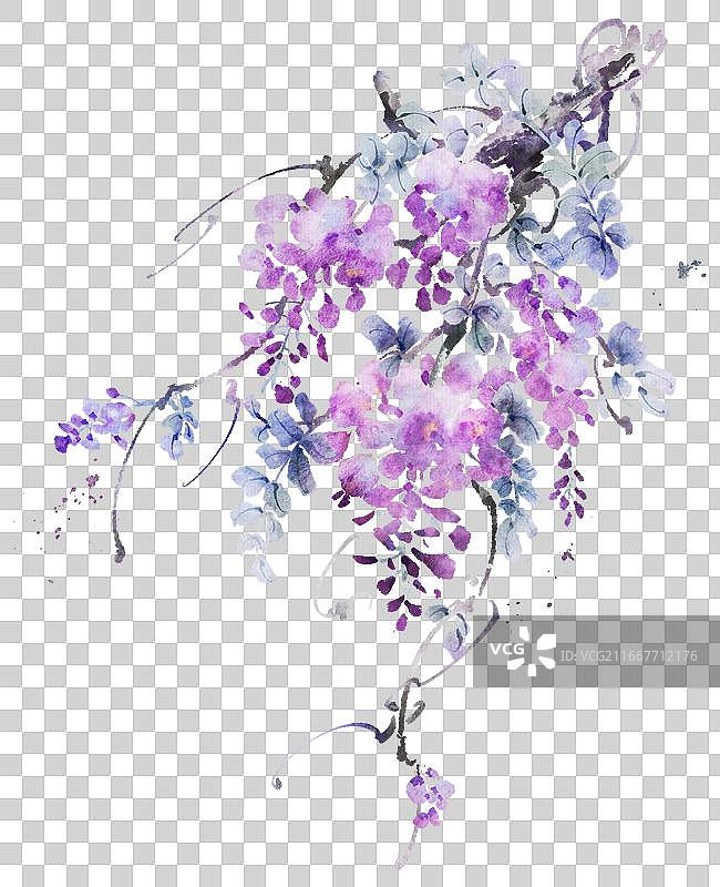 紫藤枝和花水墨插图图片素材