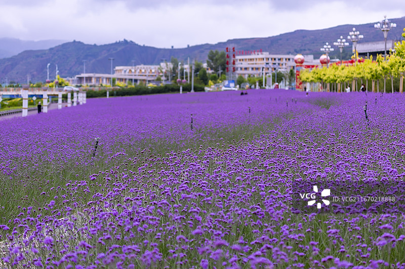 甘肃临夏康乐县大面积紫色薰衣草花海风光图片素材