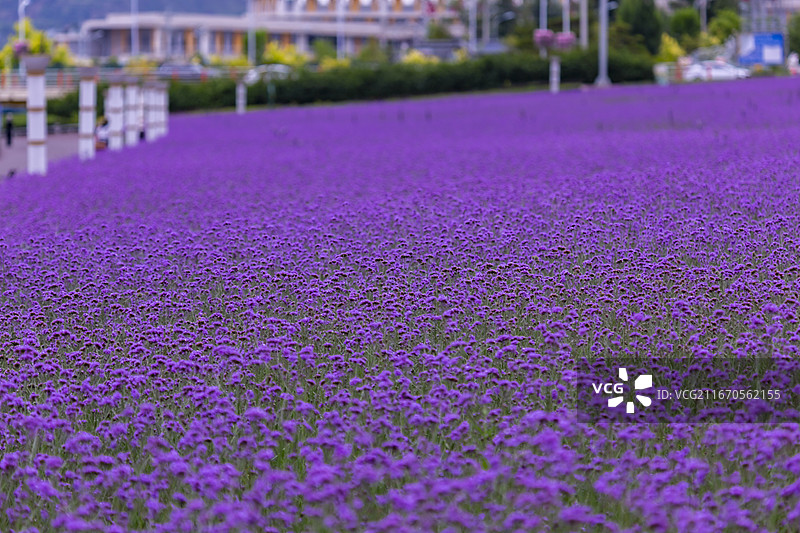 甘肃临夏康乐县大面积紫色薰衣草花海风光图片素材