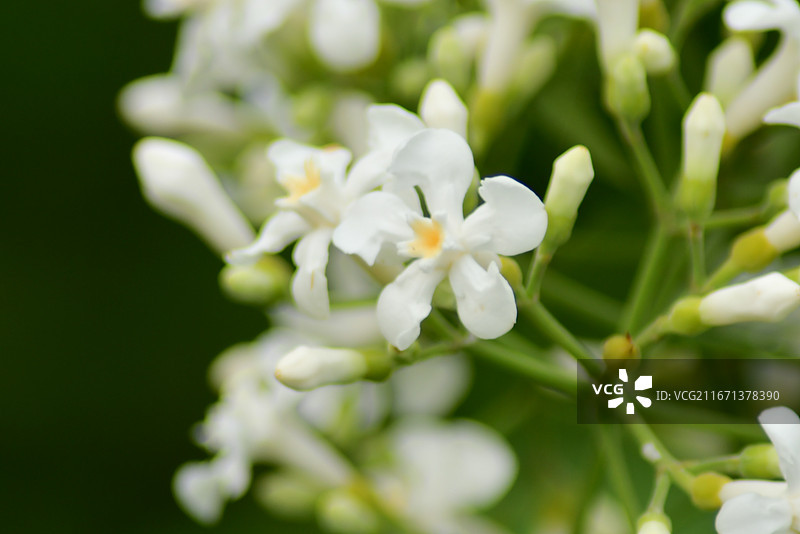 中国植物-Melodinus cochinchinensis 思茅山橙图片素材