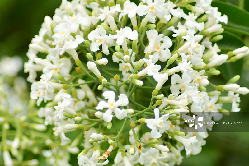 中国植物-Melodinus cochinchinensis 思茅山橙图片素材