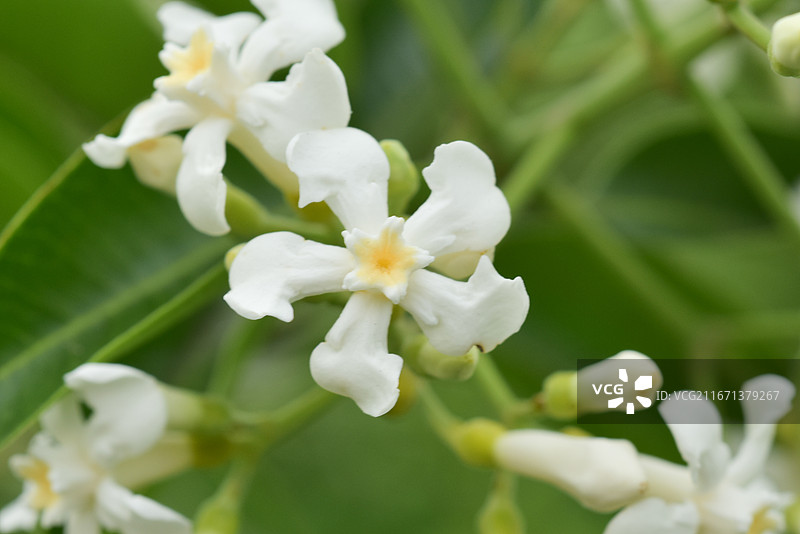 中国植物-Melodinus cochinchinensis 思茅山橙图片素材