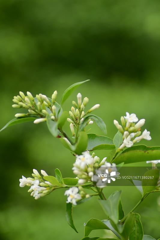 中国植物-Melodinus cochinchinensis 思茅山橙图片素材