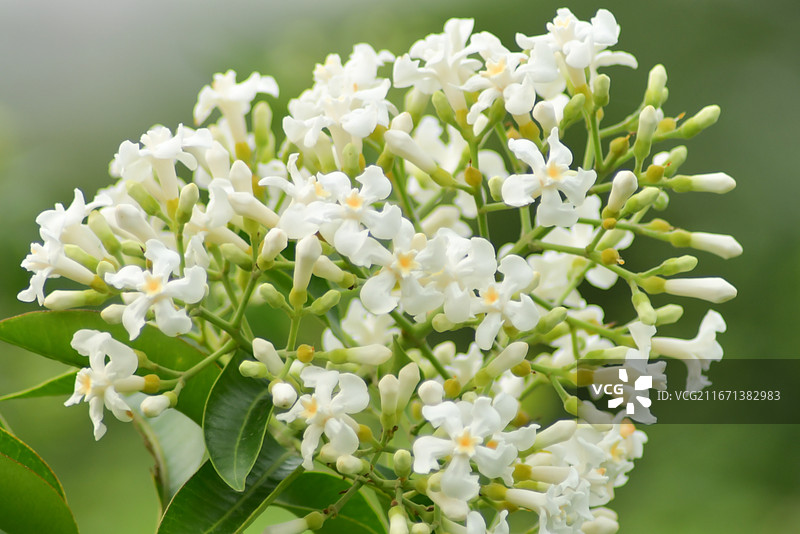 中国植物-Melodinus cochinchinensis 思茅山橙图片素材
