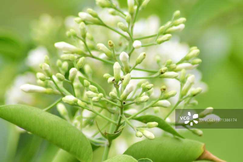 中国植物-Melodinus cochinchinensis 思茅山橙图片素材