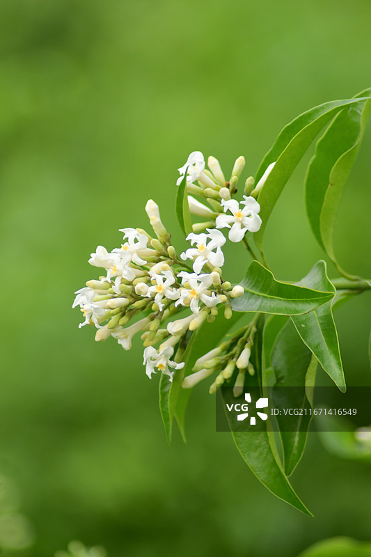 中国植物-Melodinus cochinchinensis 思茅山橙图片素材