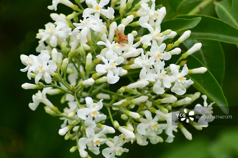 中国植物-Melodinus cochinchinensis 思茅山橙图片素材