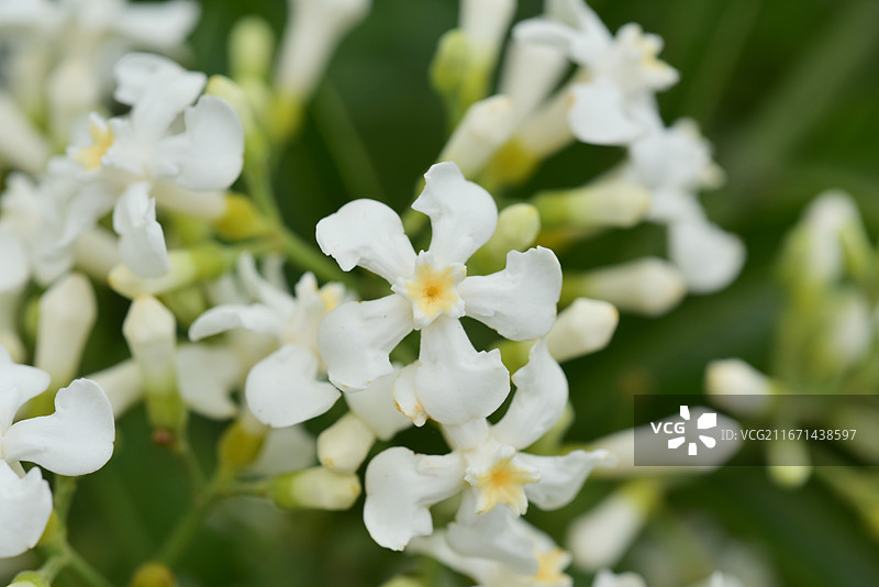 中国植物-Melodinus cochinchinensis 思茅山橙图片素材