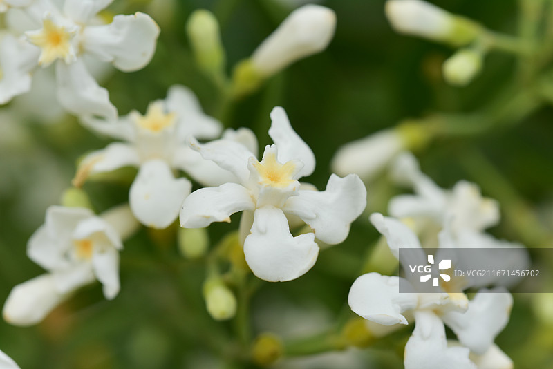 中国植物-Melodinus cochinchinensis 思茅山橙图片素材