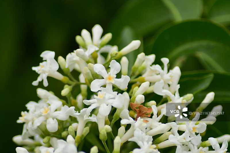 中国植物-Melodinus cochinchinensis 思茅山橙图片素材