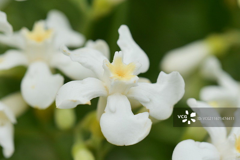 中国植物-Melodinus cochinchinensis 思茅山橙图片素材