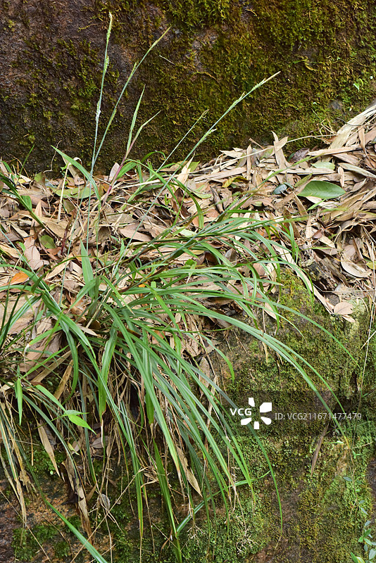 中国植物-Carex simulans 相仿薹草图片素材