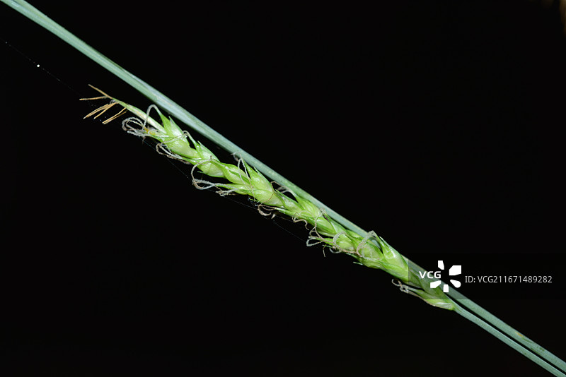 中国植物-Carex simulans 相仿薹草图片素材