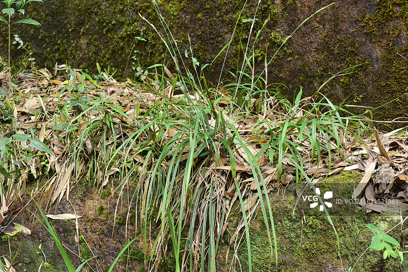 中国植物-Carex simulans 相仿薹草图片素材