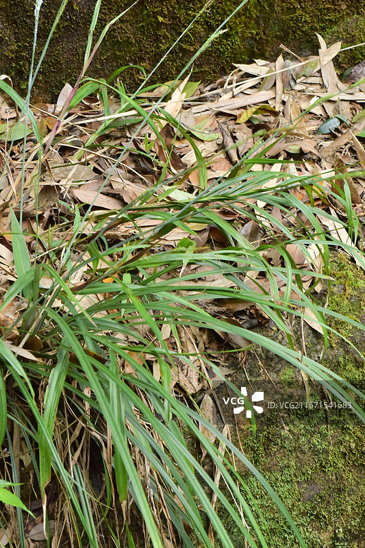 中国植物-Carex simulans 相仿薹草图片素材