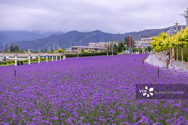 甘肃临夏康乐县大面积紫色薰衣草花海风光图片素材