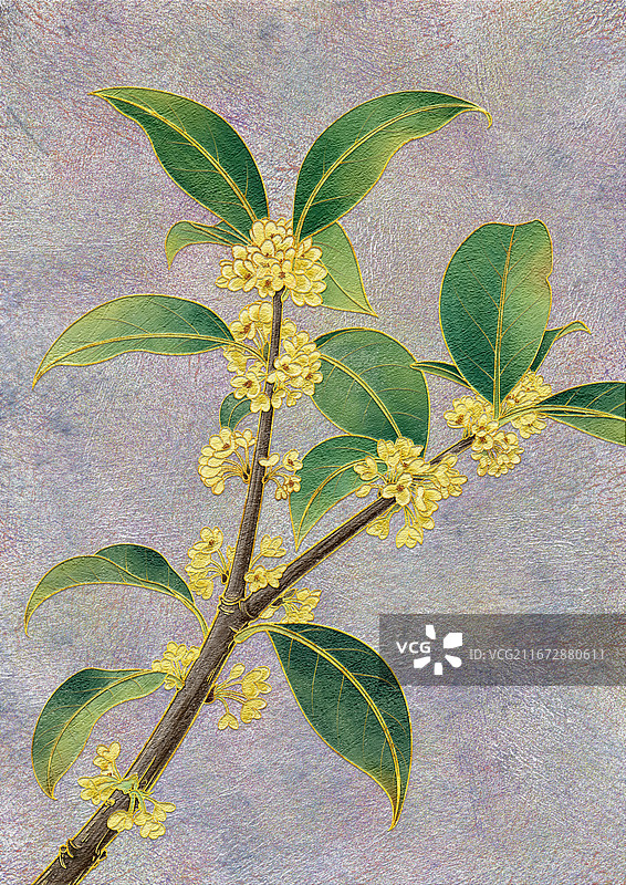 岩彩植物桂花掐丝珐琅十二花令花卉手绘肌理插画图片素材