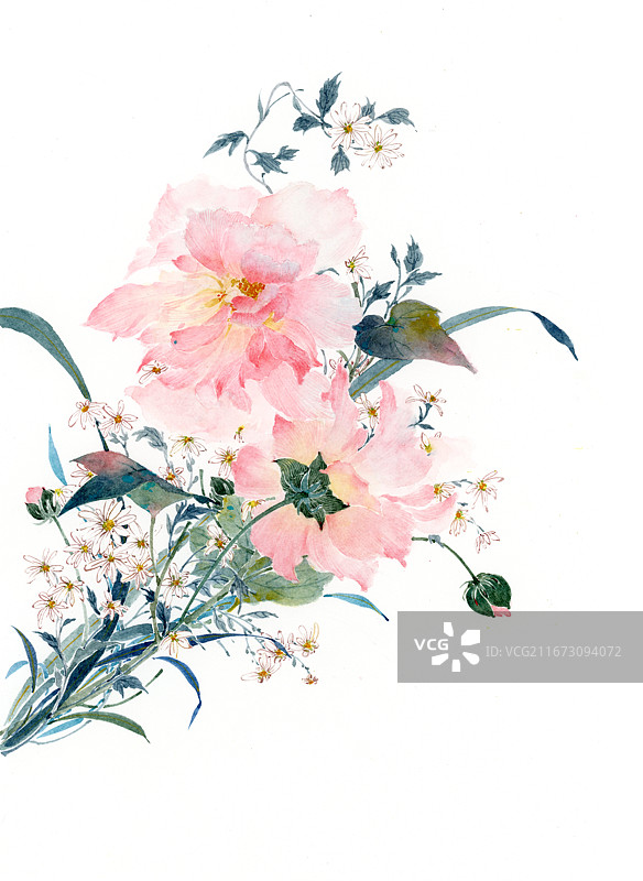木芙蓉 |霜降节气图图片素材