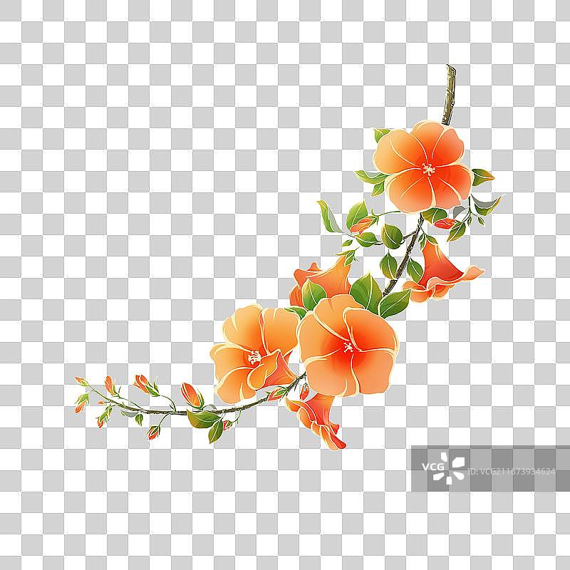 国风植物插画凌霄花图片素材