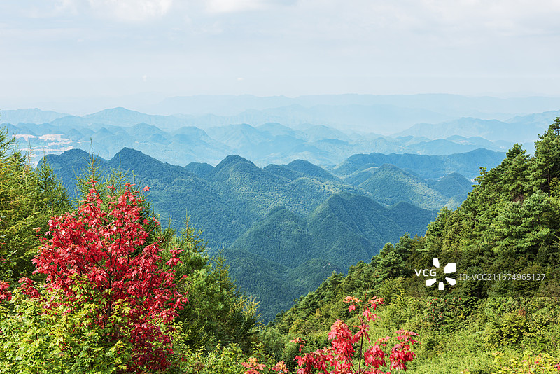 红枫映山峦-巴山大峡谷罗盘顶图片素材