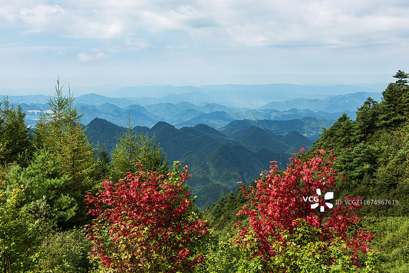 红枫映山峦-巴山大峡谷罗盘顶图片素材