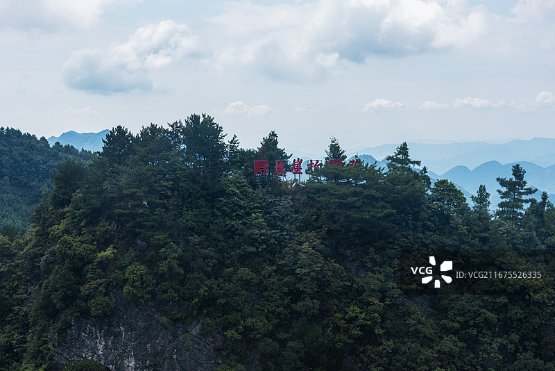 巴山大峡谷野生崖柏图片素材