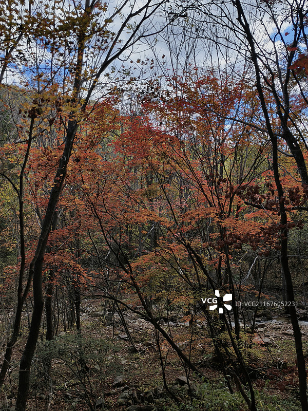 四方山枫林谷景区，秋日红枫风光图片素材