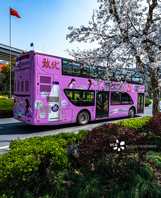 上海南浦公交枢纽陆家浜路，樱花盛开的城市街道，公交车穿行其间，高架背景，春日都市街景图片素材