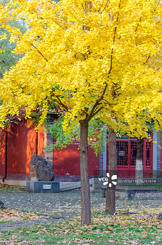 中国山东泰安著名景点泰山旅行旅游，泰山第一行宫岱庙，中式庭院里古老的黄色的银杏树，户外白昼无人图像摄图片素材