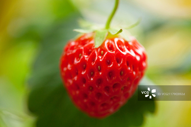 温室大棚中成熟的草莓图片素材