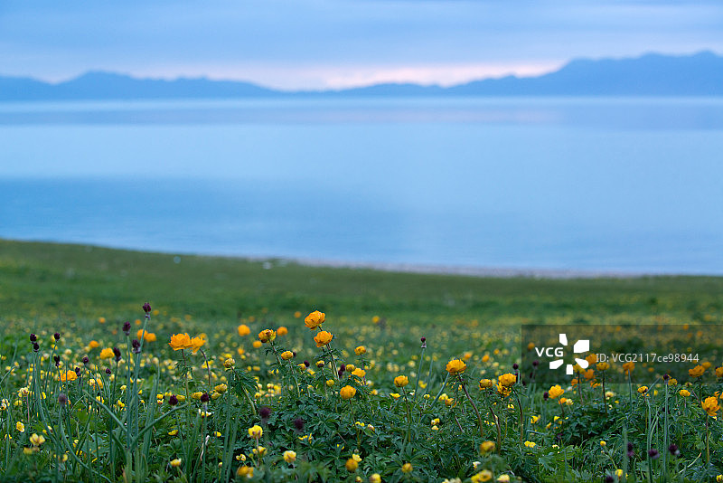 新疆赛里木湖畔的花海图片素材