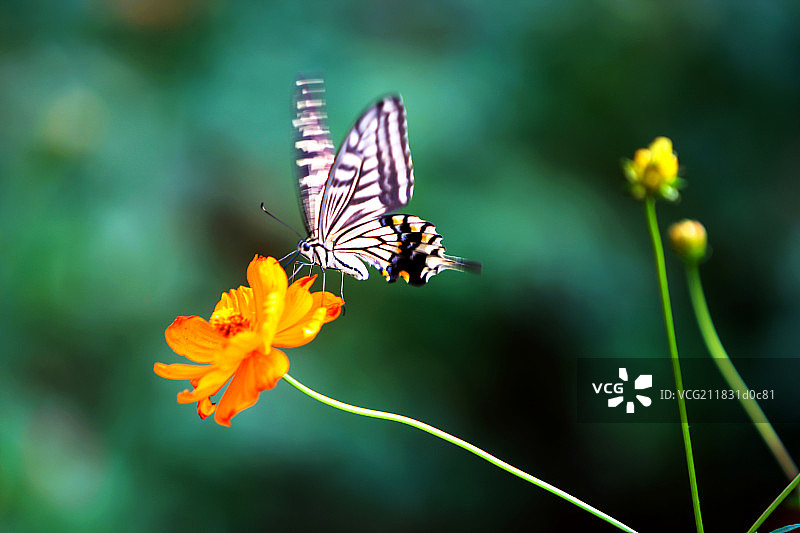 一只蝴蝶在花丛中飞舞图片素材