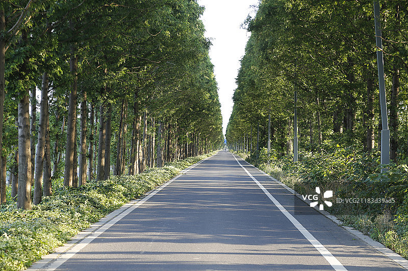 路面延伸与树林图片素材