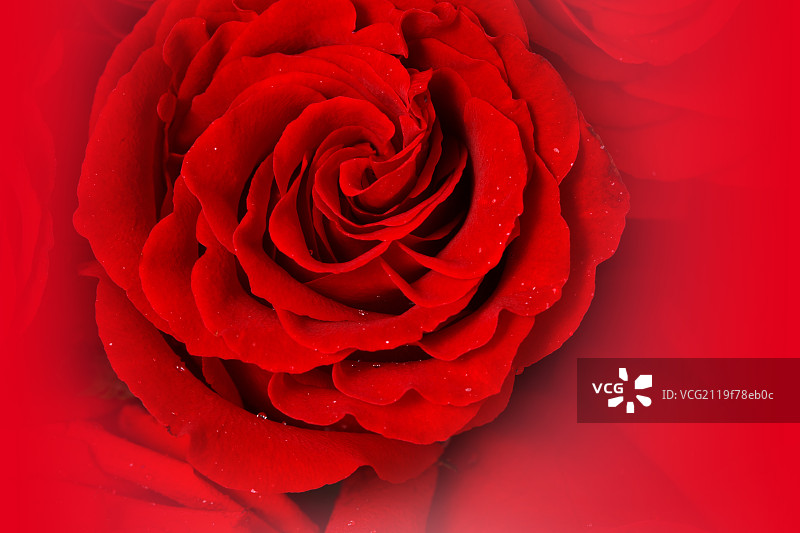 静物玫瑰图片素材