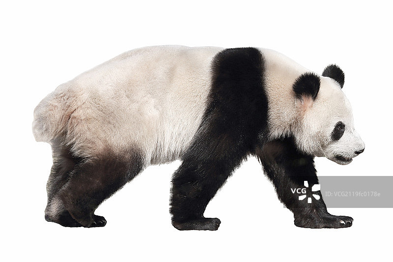 熊猫图片素材