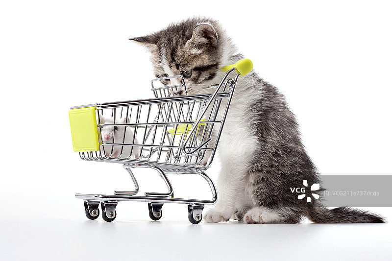 猫和在购物车中的老鼠图片素材
