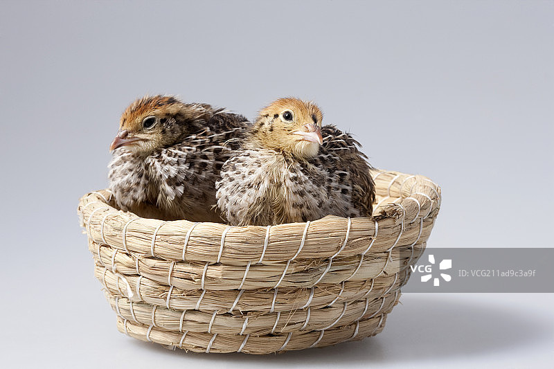 小鹌鹑在巢里图片素材