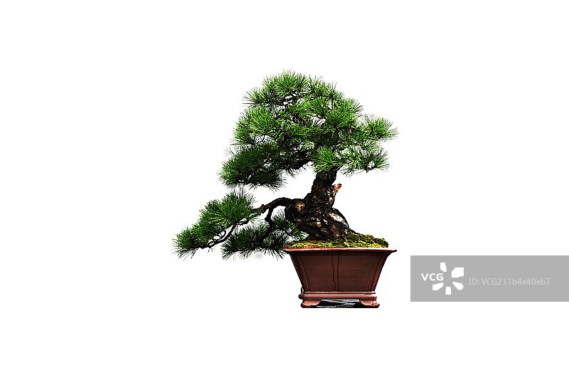 岭南盆景图片素材