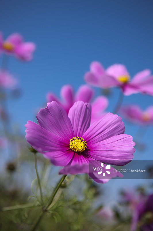 波斯菊,花,彰化,台湾,亚洲,图片素材