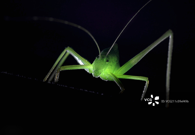 昆虫纺织娘图片素材