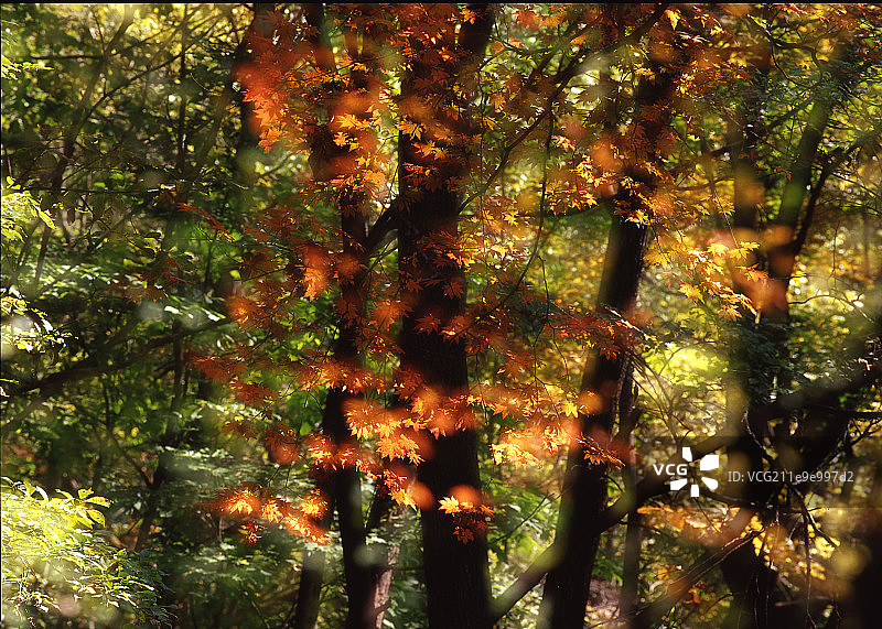 辽宁省本溪关门山秋景图片素材