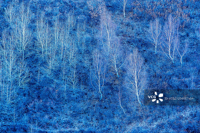 河北省涞源县冬季白桦林景色图片素材