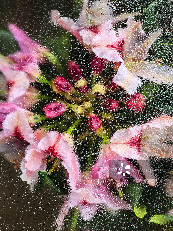 水珠中的梦幻花朵图片素材