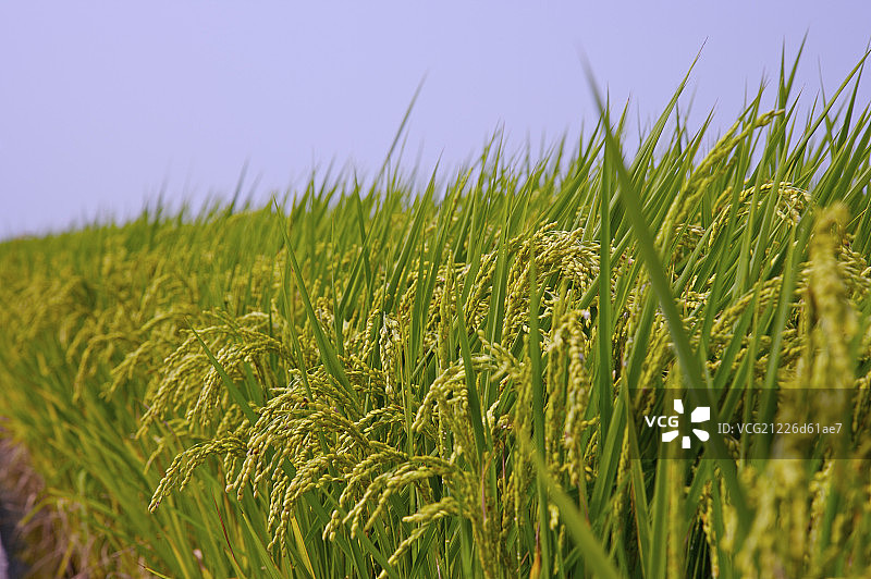 台湾,云林,斗南镇,稻田,农田,图片素材