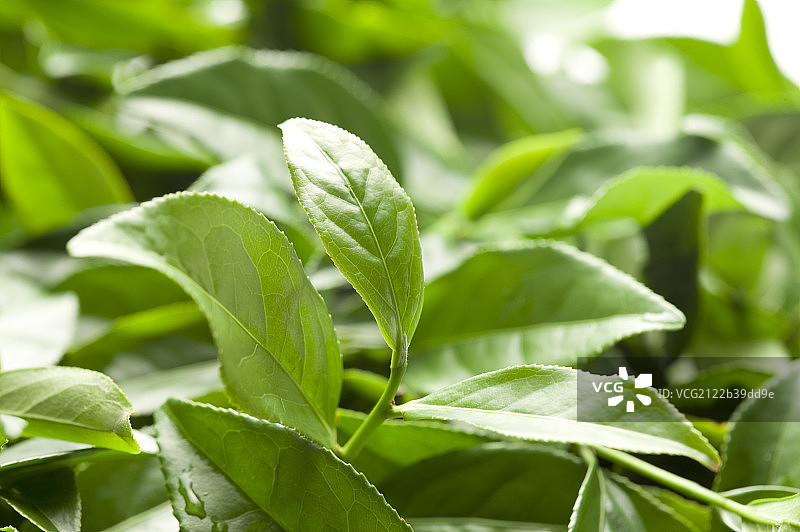 茶,中国茶图片素材