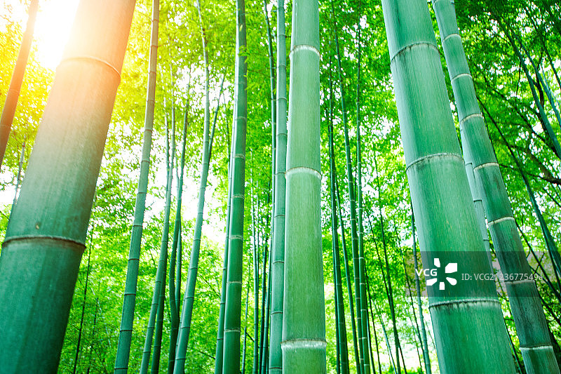 山间竹林风光图片素材