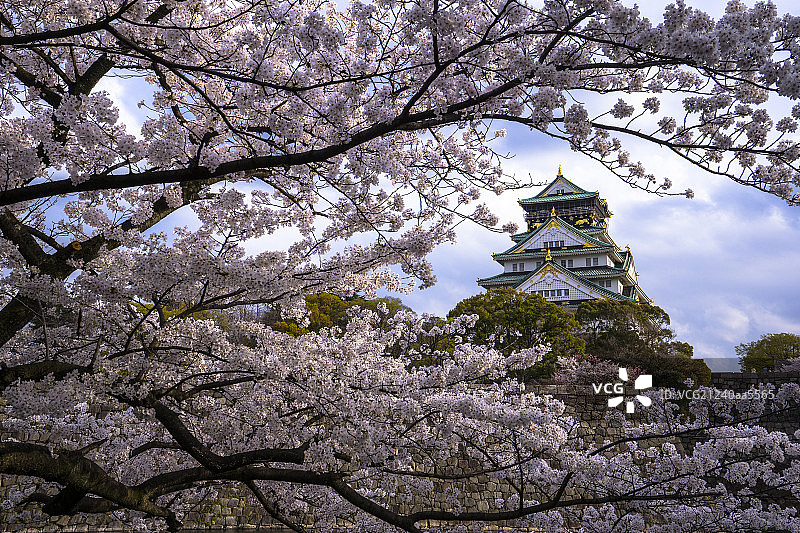日本樱花图片素材